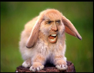 Illustration for article titled Top 5 Nick Cage Images on My Computer